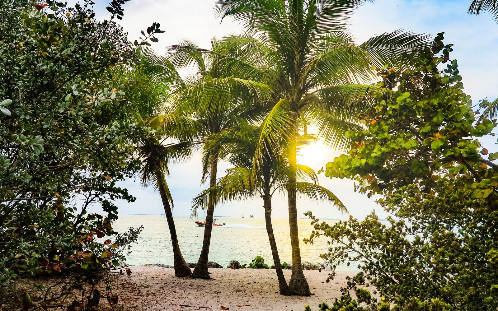 Coconut Grove